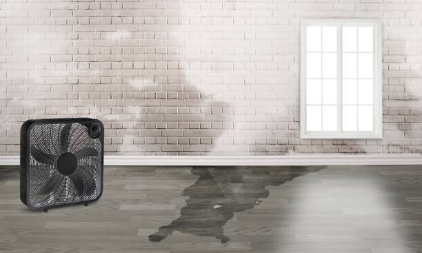 Best Water damage restoration near me  in Monroe, UT